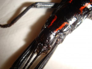 PSG 122 Anisomorpha paromalus16