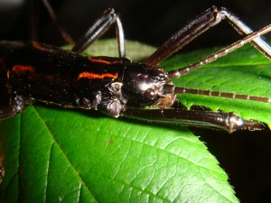 PSG 122 Anisomorpha paromalus2
