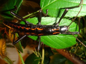 PSG 122 Anisomorpha paromalus4