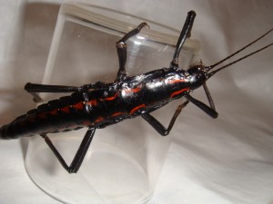 PSG 122 Anisomorpha paromalus5