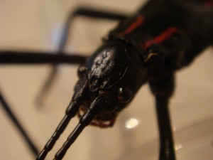 PSG 122 Anisomorpha paromalus9