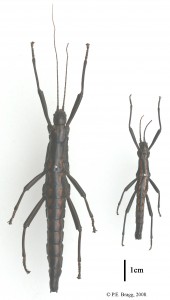 PSG 122 Anisomorpha paromalus (Westwood 1859) FM