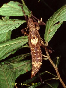 PSG 125 Haaniella grayii (Westwood) Female