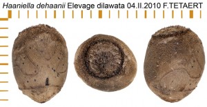 PSG 126 Haaniella dehaanii ova