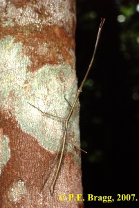 PSG 138 Lonchodes modestus Male
