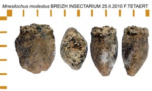PSG 138 Mnesilochus modestus ova