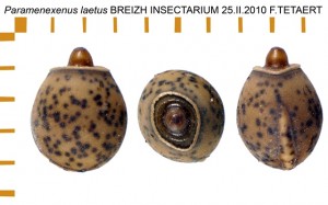 PSG 145 Paramenexenus laetus ova