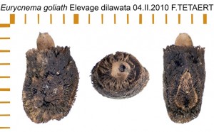 PSG 14 Acrophylla wuelfingi ova