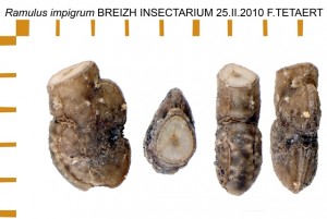 PSG 158 Ramulus impigrum ova