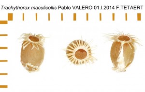PSG 160 Trachythorax maculicollis ova