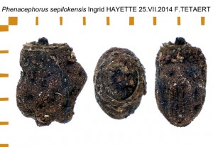 PSG 161 Phenacephorus sepilokensis ova