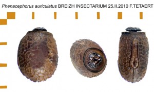 PSG 162 Phenacephorus auriculatus ova