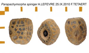 PSG 164 Parapachymorpha spiniger ova