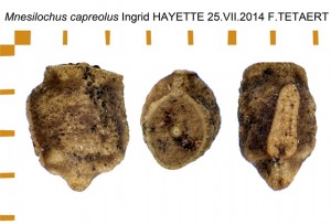 PSG 169 Mnesilochus capreolus ova