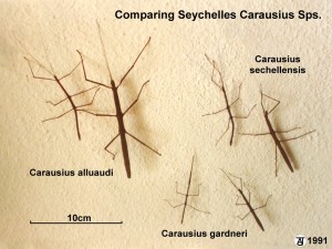 PSG 16 147 Seychelles Carausius Comparison Copyright © Tony James