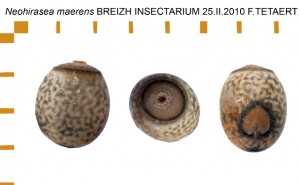 PSG 173 Neohirasea maerens ova