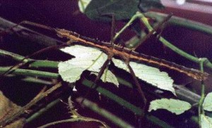 PSG 173 Neohirasea sp adult male