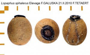 PSG 174 Lopaphus sphalerus ova