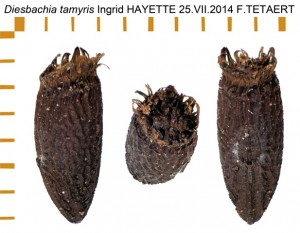 PSG 175 Diesbachia tamyris ova