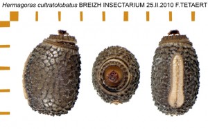 PSG 181 Hermagoras cultratolobatus ova