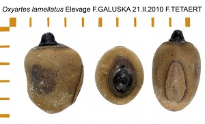PSG 182 Oxyartes lamellatus ova