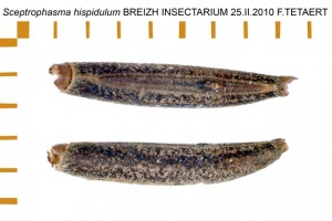 PSG 183 Sceptrophasma hispidulum ova