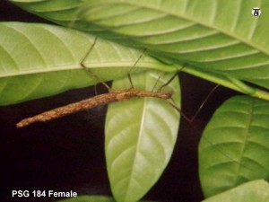 PSG 184 Andaman sp2 F Copyright © Tony James