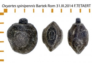 PSG 188 Oxyartes spinipennis ova