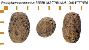 PSG 189 Pseudophasma acanthonotum ova