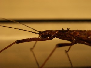 PSG 189 Pseudophasma acanthonotus nymph Copyright © NFord