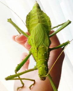 PSG 18 Heteropteryx dilatata adult female Copyright © Carim Nahaboo