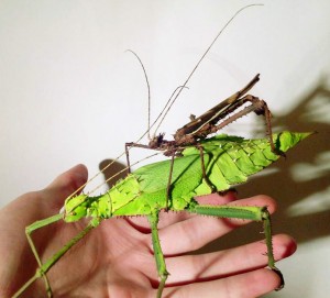 PSG 18 Heteropteryx dilatata adult pair 1 Copyright © Carim Nahaboo