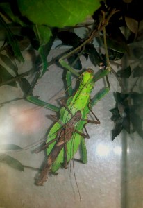 PSG 18 Heteropteryx dilatata adult pair 3 Copyright © Carim Nahaboo