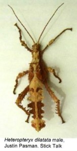PSG 18 Heteropteryx dilatata Copyright © Justin Pasman from Sticktalk