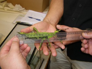 PSG 18 Heteropteryx dilatata adult female being measured