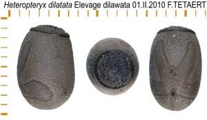 PSG 18 Heteropteryx dilatata ova