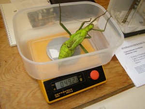 PSG 18 Heteropteryx dilatata adult female being weighed