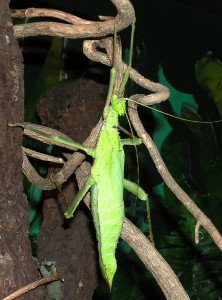 PSG 18 Heteropteryx dilatata adult female
