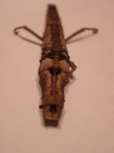 PSG 192 Orestes mouhotii adult female from rear Copyright © NFord