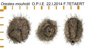 PSG 192 Orestes mouhotii ova