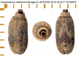 PSG 193 Tropidoderus childrenii ova