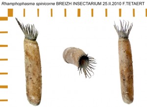 PSG 194 Rhamphophasma spinicorne ova