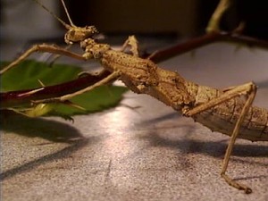 PSG 195 Sungaya inexpectata adult female