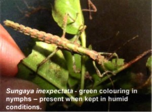 PSG 195 Sungaya inexpectata green nymph Copyright © Tom Low