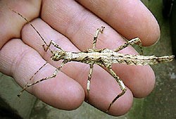 PSG 195 Sungaya inexpectata nymph5