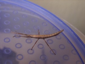 PSG 198 Anisomorpha ferruginea nymph1