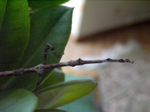 PSG 19 Lonchodes brevipes adult female