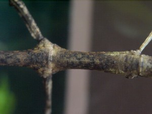 PSG 19 Lonchodes brevipes subadult female