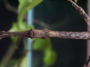 PSG 19 Lonchodes brevipes subadult female