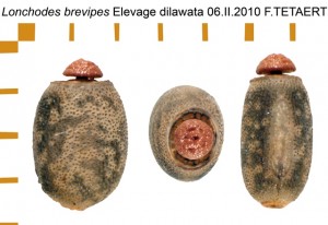 PSG 19 Lonchodes brevipes ova